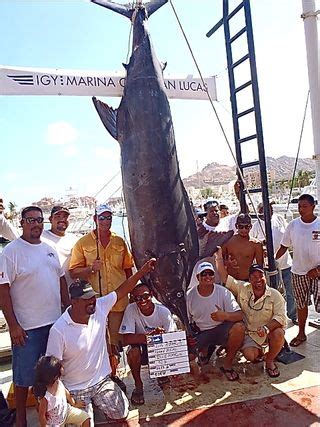 Giant Marlin Landed Off Cabo San Lucas After 28 Hour Battle Pete