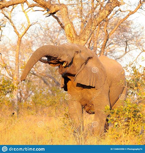 Elefantes Africanos En Reserva Surafricana Del Juego Foto De Archivo