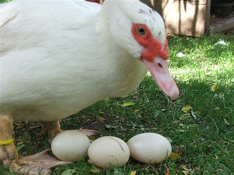It's rare, but it does happen and it's completely normal. Majestic Waterfowl Sanctuary - Newsletter - The Majestic ...