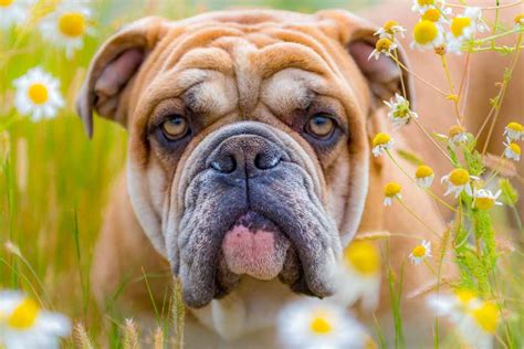 Low Energy Dog Breeds The Top 8 Breeds