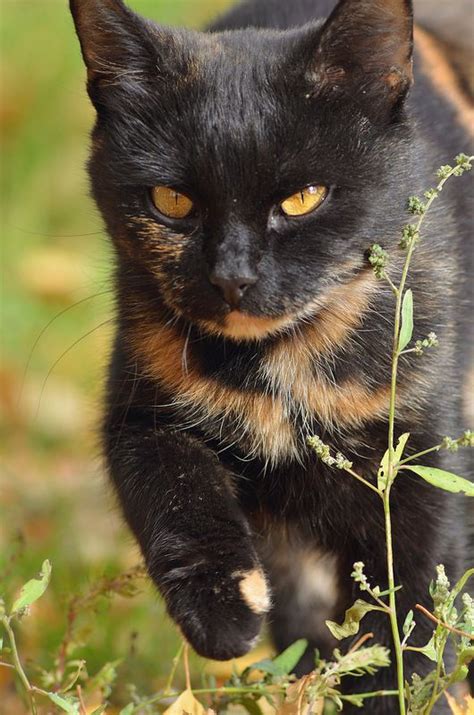 36 Best Images About Tortoiseshell Cats On Pinterest Calico Cats