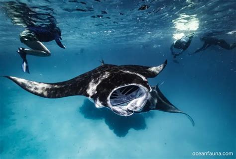 Do Manta Rays Have Teeth And Mouth Ocean Fauna