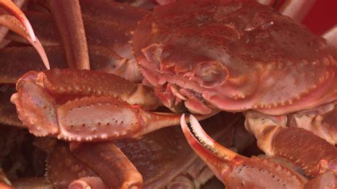 Snow Crabs Invading Russias Arctic Nuclear Waste Dump Eye On The Arctic