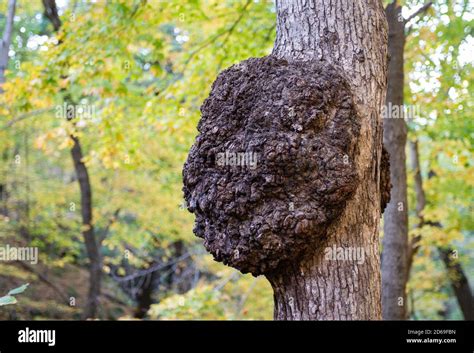 Dibotryon Morbosum Hi Res Stock Photography And Images Alamy