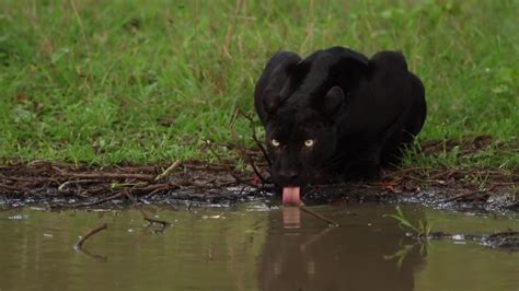 Black Panther From Kabini By Yashas Narayan Youtube