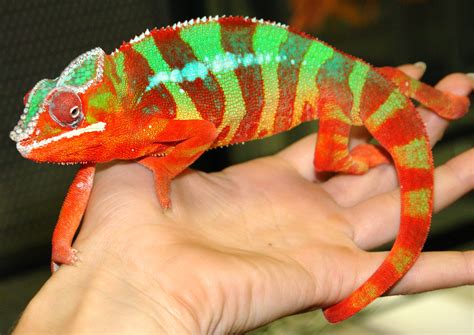 One Of Our Gorgeous Male Panther Chameleons Here At The Lllreptile