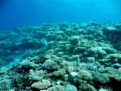 Coral Reef Maldives Crc Subaquatic Shoots Pinterest