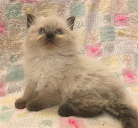 Ragdoll Cats For Sale San Diego Ca 280602 Petzlover