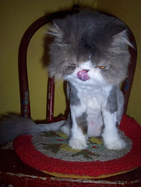 64 Best Ugly Cats Images On Pinterest Funny Animals Funny Animal And Funny Animal Pics