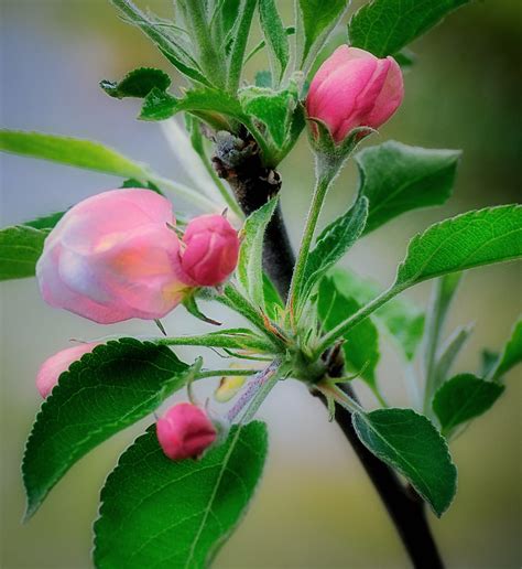 Michigan Apple Blossom Michigans State Flower Flickr