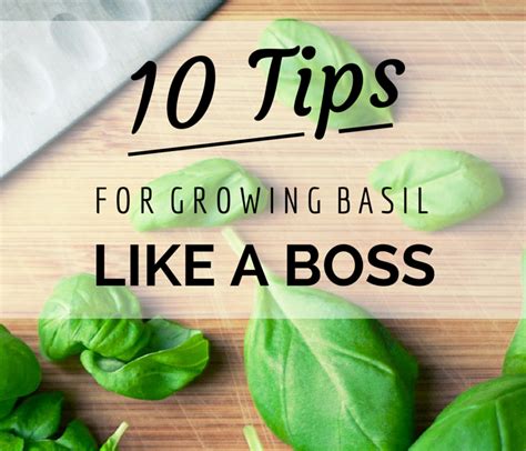 How Much Light Does Basil Need To Grow Want Basil In Your Home Made