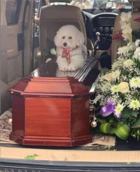 Scoty El Perrito Que Acompañó El Féretro De Su Amo Fallecido En Accidente En Pelileo Pelileo