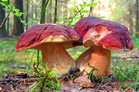 26 Exotic And Wild Mushrooms Great For Rustic And Exquisite