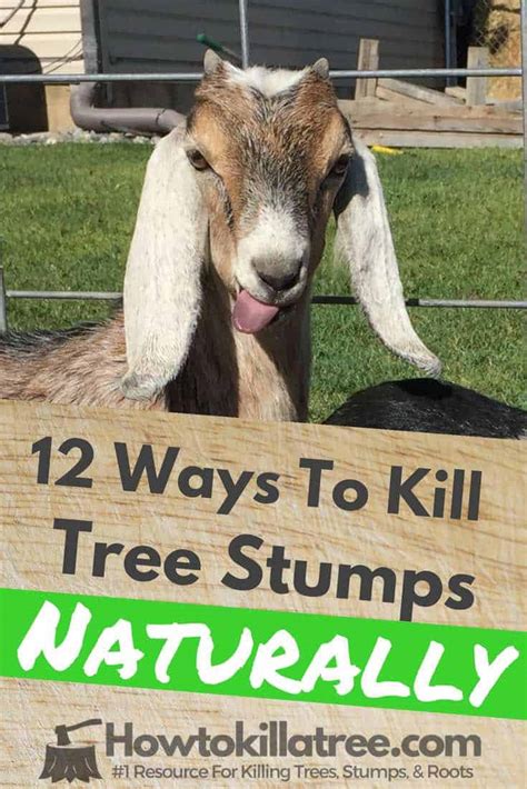 We did not find results for: How To Kill Tree Stumps Naturally (12 BEST WAYS ...