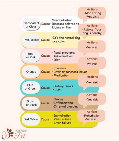 Dog Urine Color Chart Colors Causes And Actions