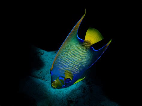 Introducir 55 Imagen Cozumel Fish Species Abzlocalmx