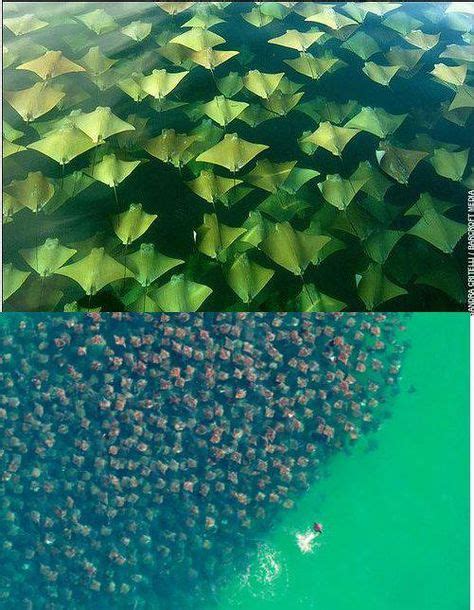 Utterly Amazing Manta Ray Migration Across The Indian Ocean Plant