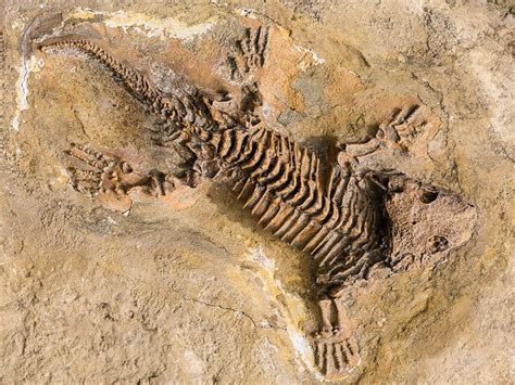 Few Fossils Of The Earliest Animals Exist Because They