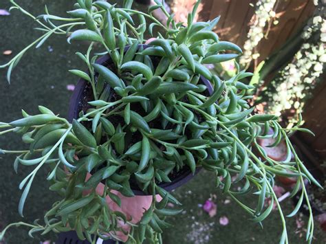 String Of Bananas Plant Senecio Radicans Plant Banana Vine Succulent