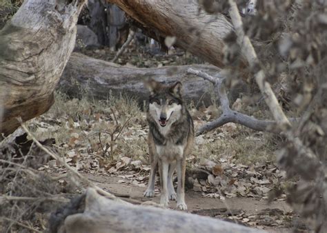 Gray Wolf Arrives At New Mexico Zoo For Recovery Program Courthouse