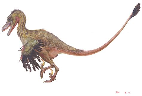 Il aurait également été capable de vous poignarder grâce à sa griffe rétractile qui. Velociraptor - Fotos, Hechos y Historia | Dinosaurios
