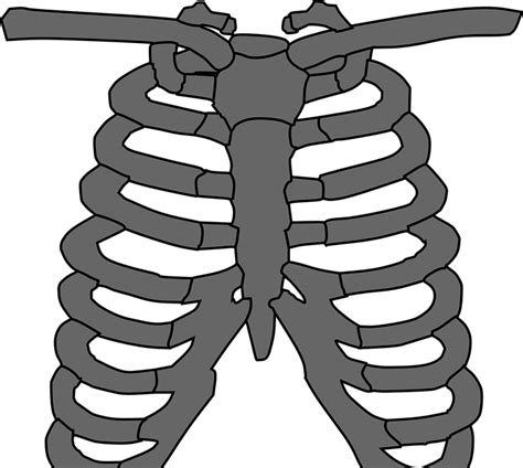Rib Cage Illustration Transparent File PNG Play