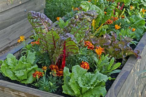 Vegetable Garden Bed Organic Motion