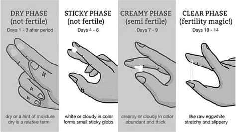 The ovulation cycle divided into two parts: Vaginal Discharge - WUKA