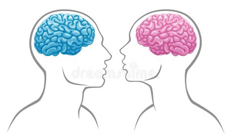 Gender Brain Stock Vector Illustration Of Human Memory 16211301