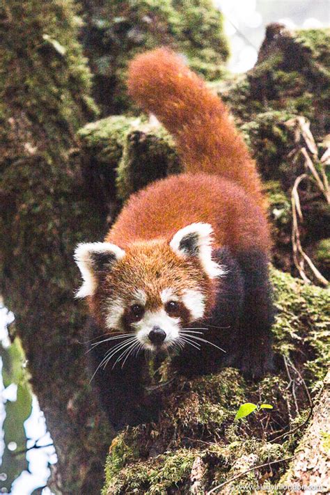 Tracking Red Pandas In Nepal How To See These Animals In The Wild