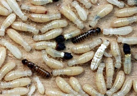 Drywood Termites Dirks Pest Management