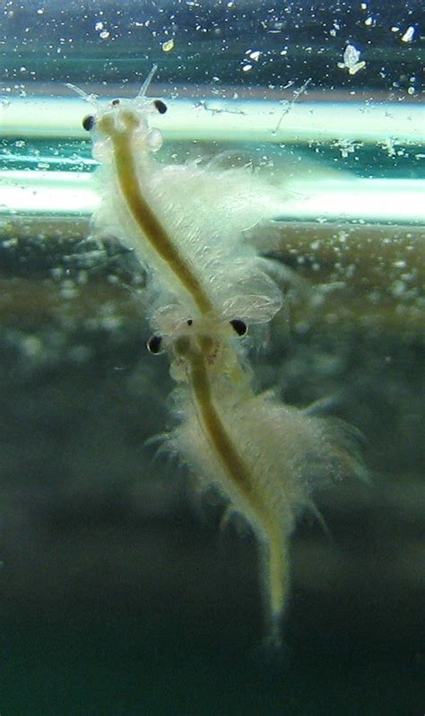 Sea Monkeys Mating Dec Of My Remaining Adults Flickr