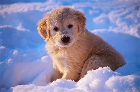 Adorable Golden Retriever Puppies In The Snow Snow Addiction News