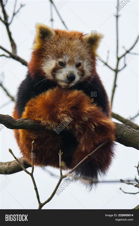 Red Panda Hanging Image And Photo Free Trial Bigstock