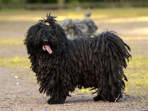 Puli Full Profile History And Care
