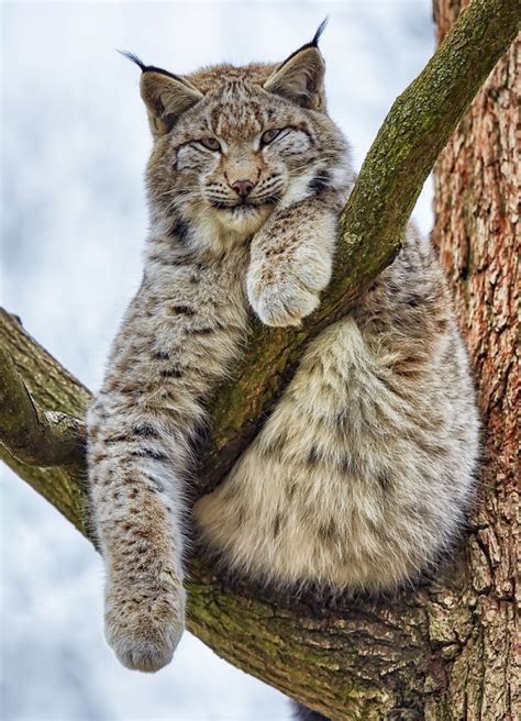 Meet Lynx Biggest Beautiful Canadian Cat In The World Factz