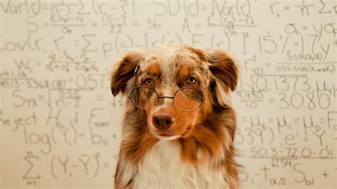 Dog With Glasses Wallpaper Animal Wallpapers 23740