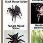 Wisconsin Spider Identification Chart