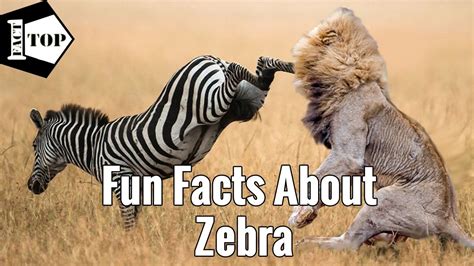 Top 10 Zebra Facts - Zebra Facts For Kids - YouTube