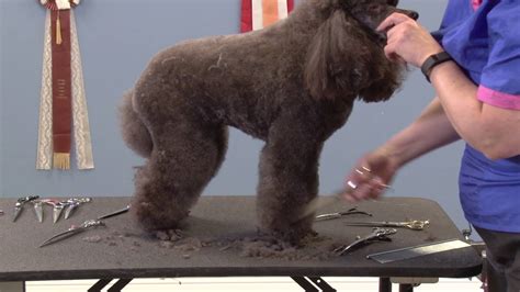 How To Use Thinning Shears On A Long Haired Dog - How To Use Thinning Scissors On Cocker Spaniel