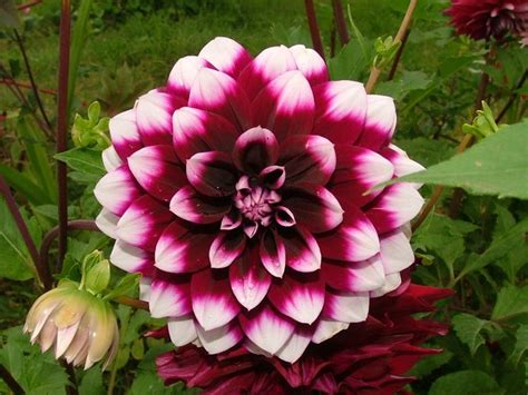 I nomi dei fiori per il bebè. Conosciamo il nome dei fiori? • SOS Mi Sposo
