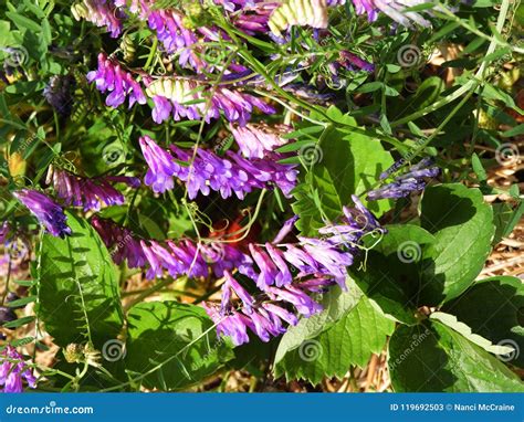 Bird Vetch Purple Flower Weed Vine Among Crops Stock Image Image Of