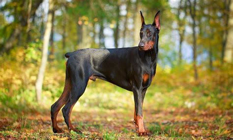 50 Unbelievable Facts About Dobermans Ultimate Guide 2024