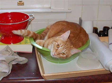 8 Cooking Shows That Cats Would Host Catster