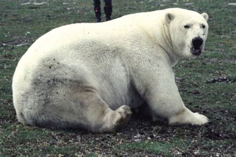 How Do You Tell If A Polar Bear Is Pregnant Polar Bears International