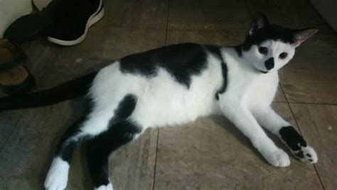 Free 9 Month Old Cat Needs A New Home In Bethnal Green London Gumtree