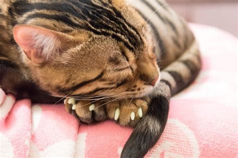 Choose From The Top Declawing Cats Alternatives
