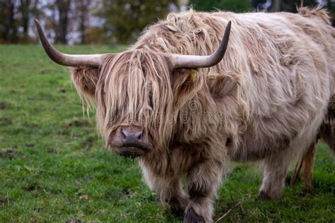 Highland Cattle Or Highland Cow It S A Scottish Breed Stock Photo