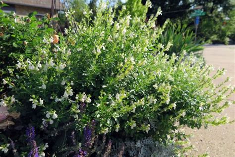 Prefers full sun, but accepts a bit of shade. Tough Texas Native Perennial Plants - Roundtree ...