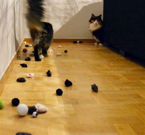 Top 10 Naughty Cats Who Steal And Stash Your Stuff